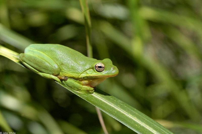 Green Treefrog (Hyla cinerea)600; DISPLAY FULL IMAGE.