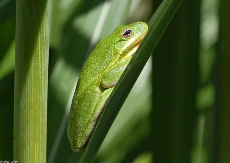Green Treefrog (Hyla cinerea)700; DISPLAY FULL IMAGE.