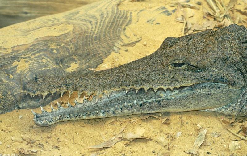 Johnston's Crocodile (Crocodylus johnstoni); DISPLAY FULL IMAGE.