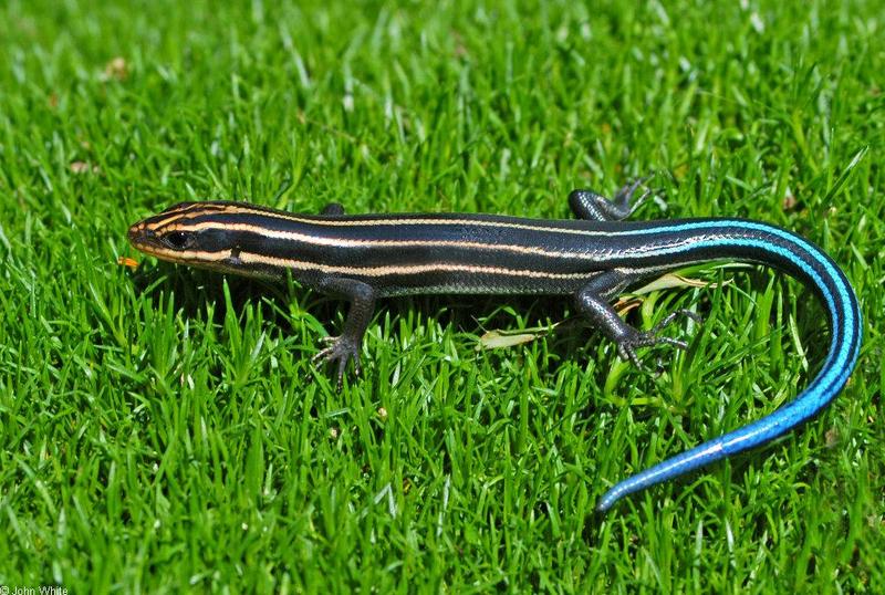 Southeastern Five-lined Skink (Eumeces inexpectatus); DISPLAY FULL IMAGE.