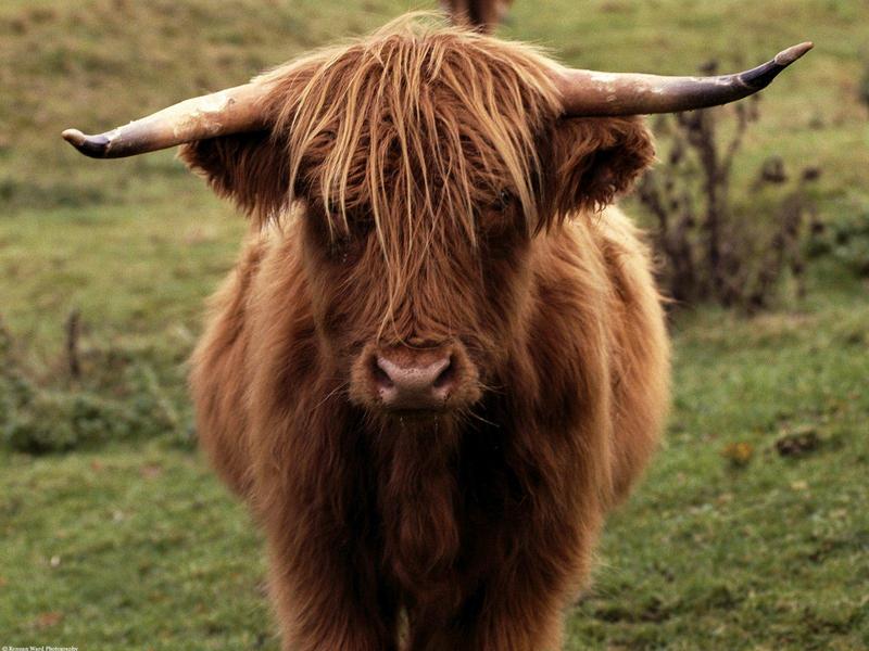 Shetland Cow, Scotland; DISPLAY FULL IMAGE.