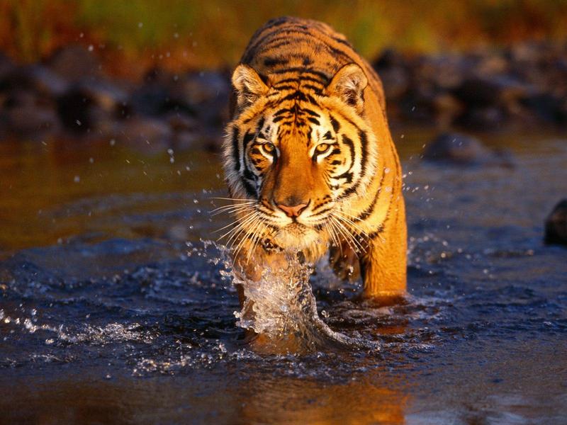 Creek Crossing Bengal Tiger; DISPLAY FULL IMAGE.