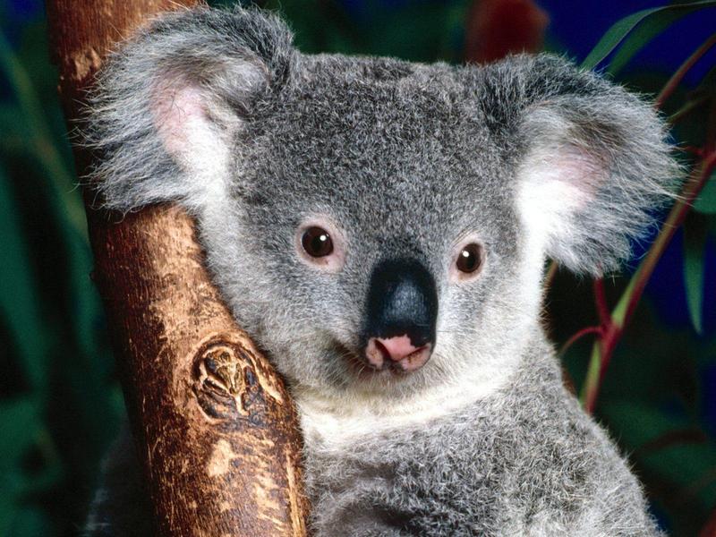 Cuddly Koala; DISPLAY FULL IMAGE.
