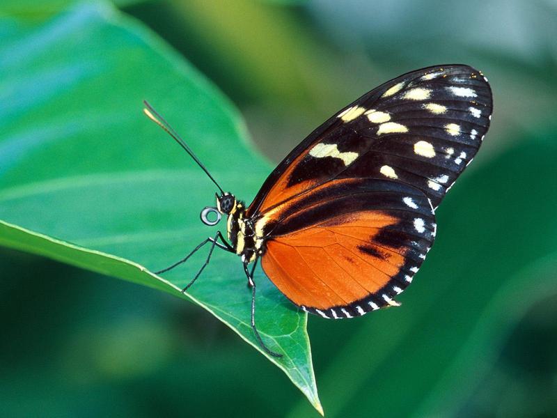 Golden Helicon (Butterfly); DISPLAY FULL IMAGE.