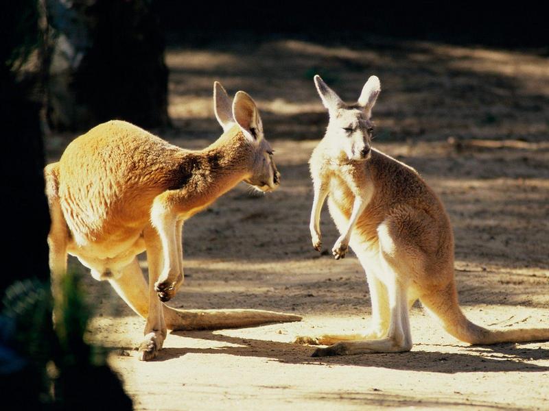 Kangaroo Conversation Australia (Red Kangaroos); DISPLAY FULL IMAGE.