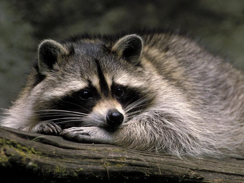 Ready for a Nap (American Raccoon); DISPLAY FULL IMAGE.