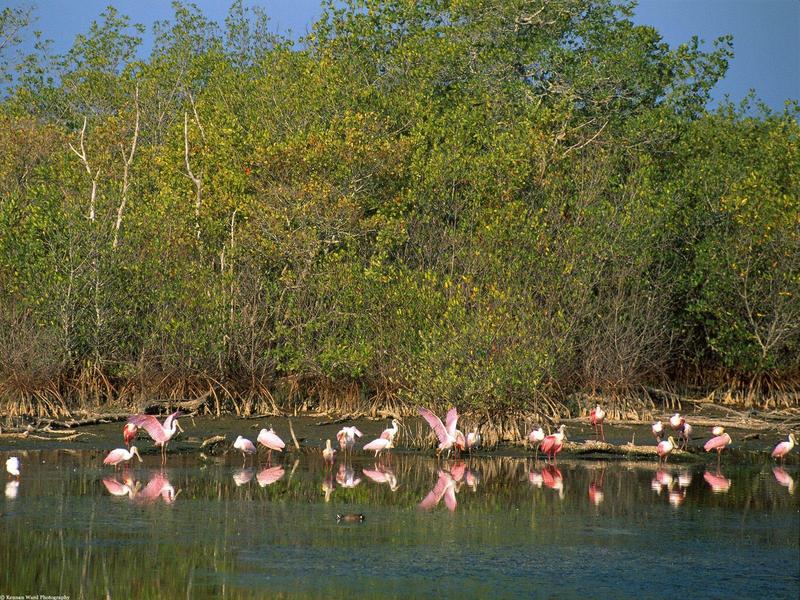 Roseate Spoonbills, Ding Darling National Refuge, Florida; DISPLAY FULL IMAGE.