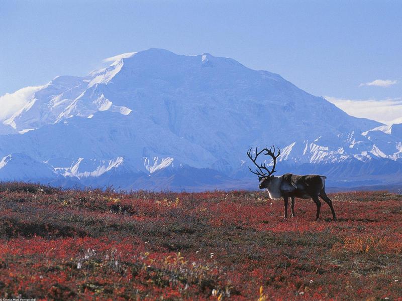 Caribou on Autumn Tundra, Denali National Park, Alaska; DISPLAY FULL IMAGE.