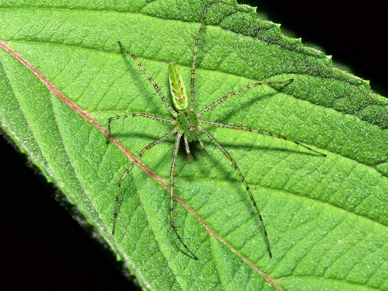 Green Lynx Spider; DISPLAY FULL IMAGE.