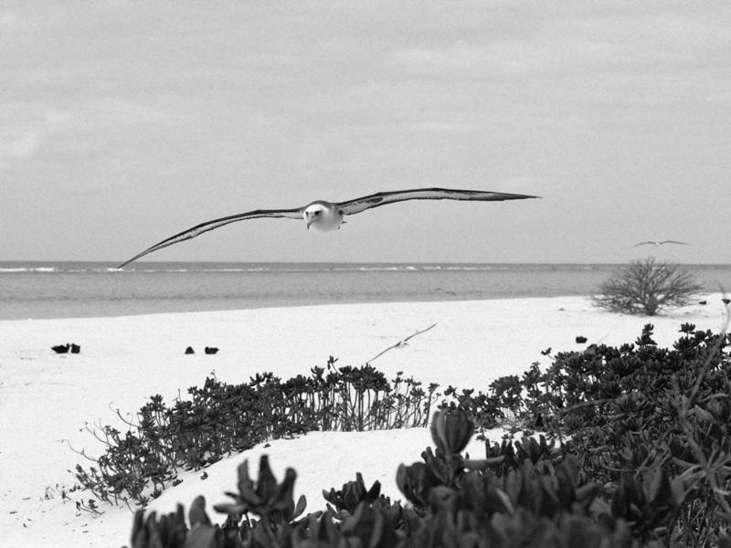 Laysan Albatross, Midway Island; DISPLAY FULL IMAGE.
