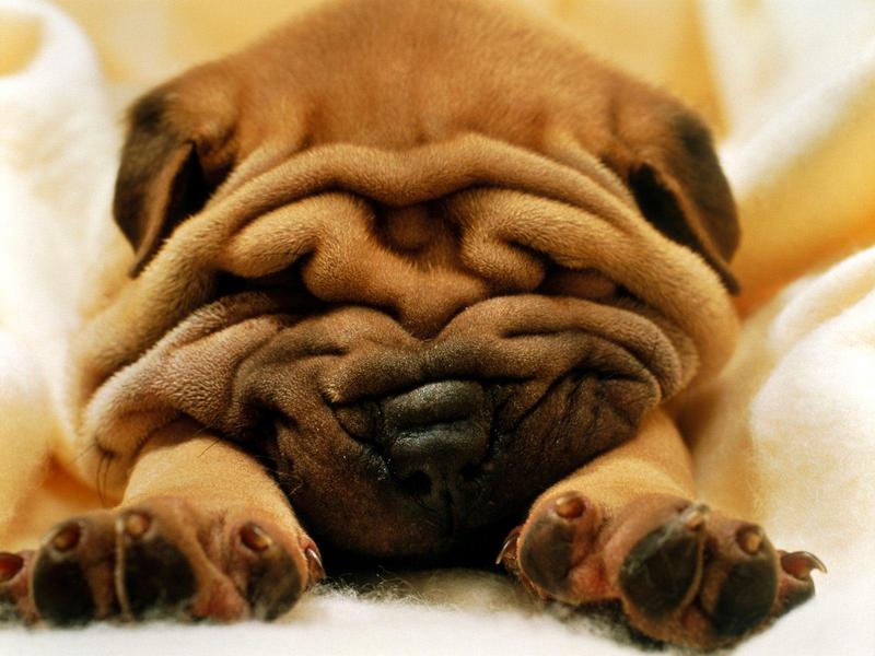 Mr. Wrinkles (Shar-Pei Dog); DISPLAY FULL IMAGE.