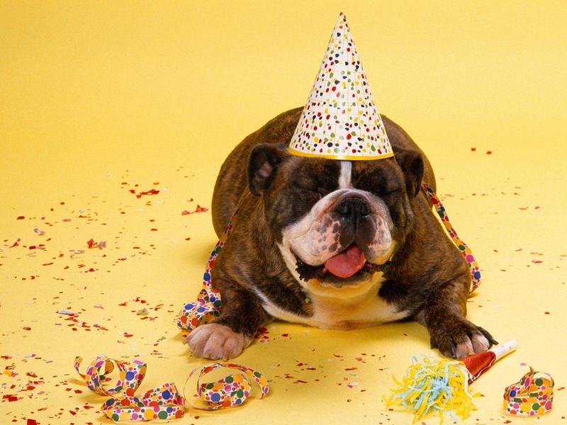 Party Time (Bulldog); DISPLAY FULL IMAGE.