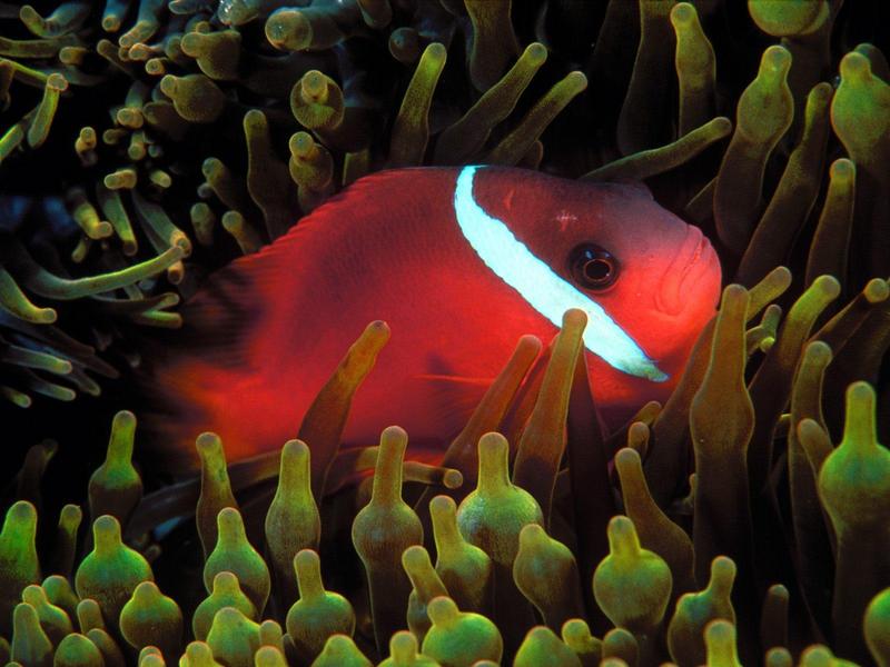 Red and Black Anemonefish; DISPLAY FULL IMAGE.