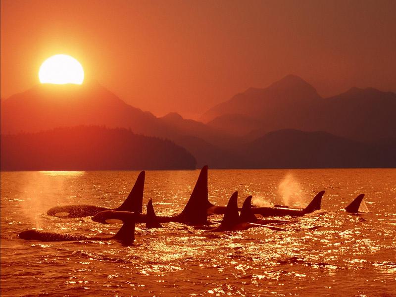 Sunset Coast (Killer Whales - Orcas); DISPLAY FULL IMAGE.