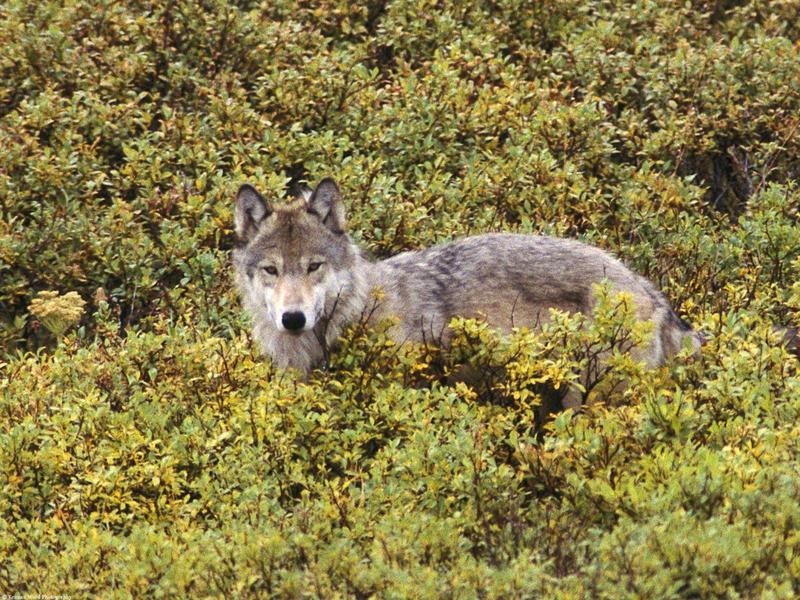 Tundra of Alaska, Gray Wolf; DISPLAY FULL IMAGE.