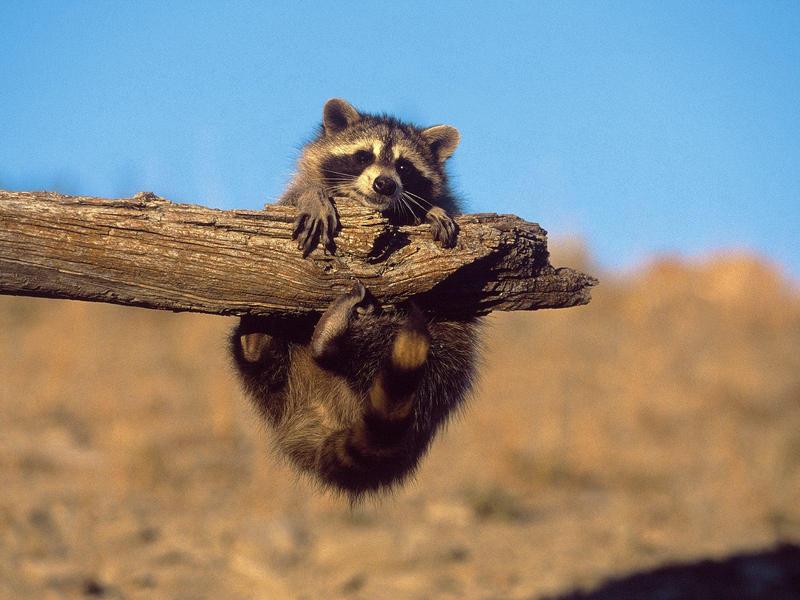 Hang On (American Raccoon); DISPLAY FULL IMAGE.