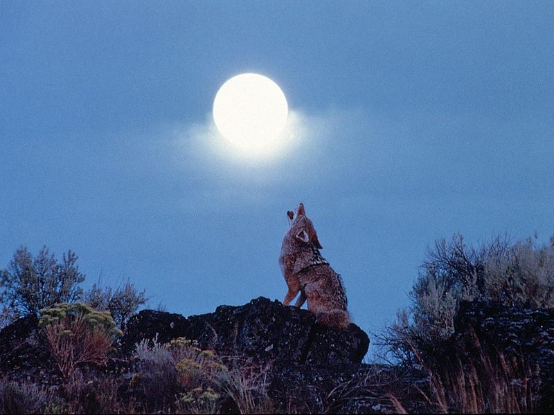 Howling Coyote; DISPLAY FULL IMAGE.