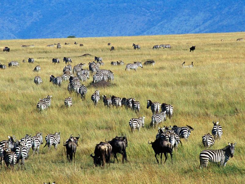 Migration of Burchell's Zebras and Wildebeest, Kenya; DISPLAY FULL IMAGE.