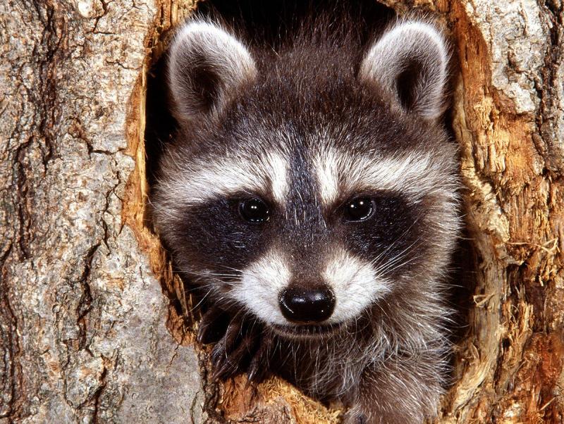 Natural Bandit Raccoon; DISPLAY FULL IMAGE.