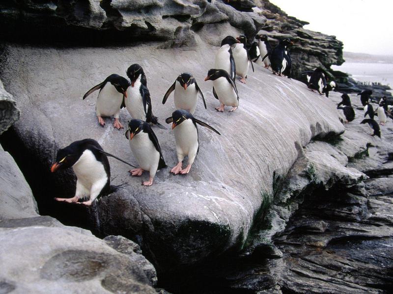 Rockhopper Penguins, Falkland Islands; DISPLAY FULL IMAGE.