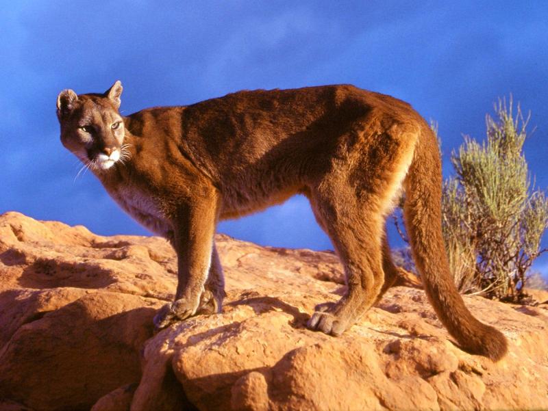 Rough Terrain Mountain Lion (Cougar); DISPLAY FULL IMAGE.
