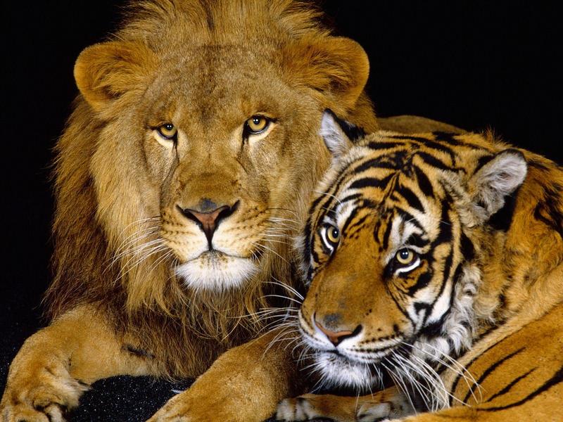 Royal Portrait (Lion and Tiger); DISPLAY FULL IMAGE.