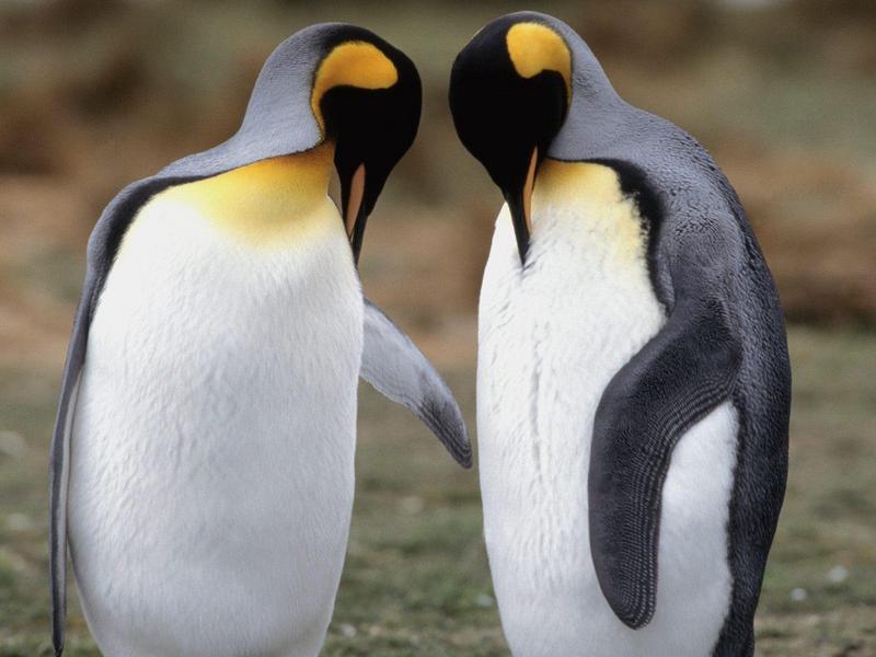 Tuxedo Check, King Penguins; DISPLAY FULL IMAGE.