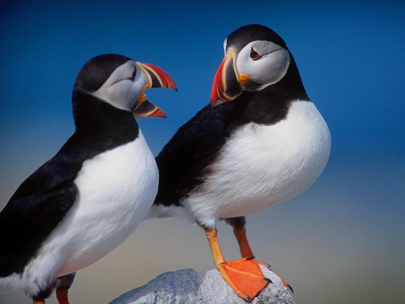 A Pair of Puffins (Atlantic Puffin); DISPLAY FULL IMAGE.