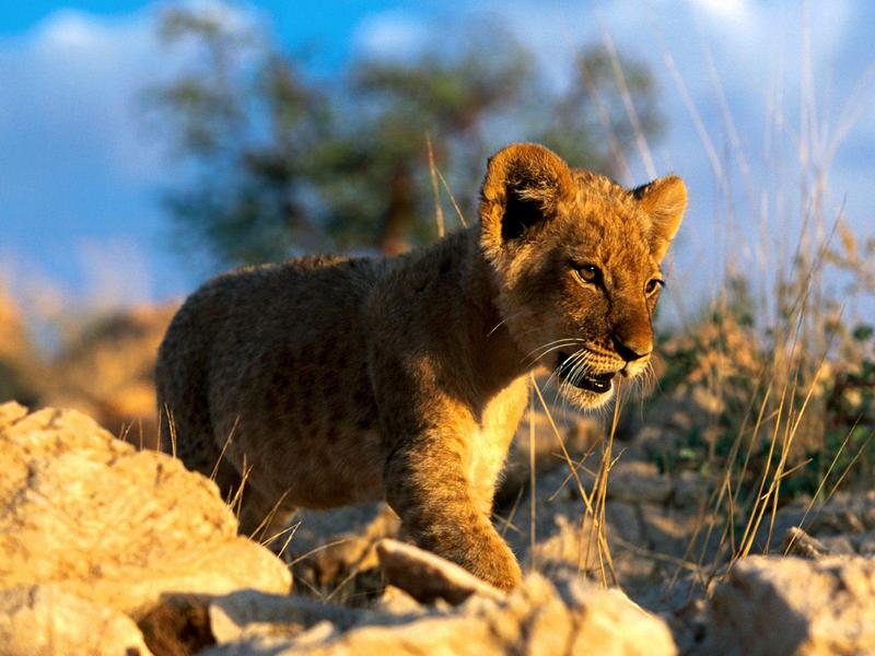 African Lion Cub; DISPLAY FULL IMAGE.