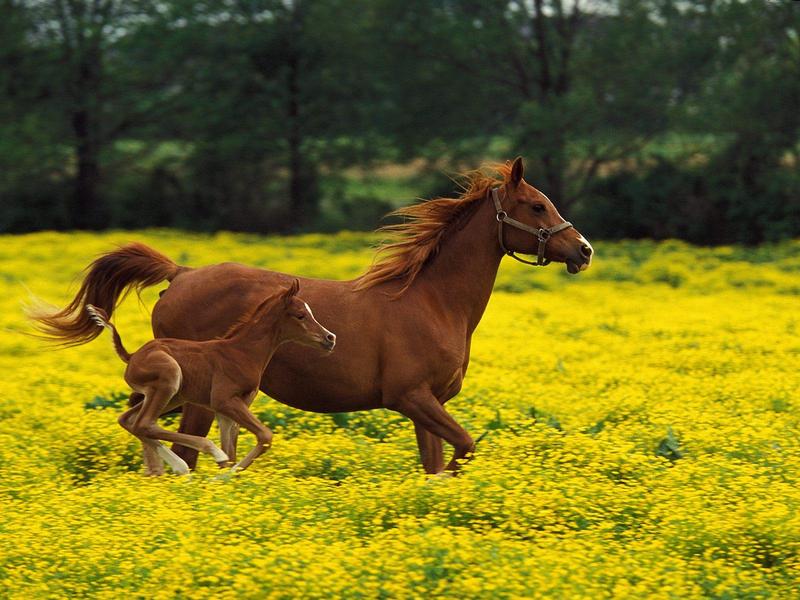 Arabian Mare and Foal, Louisville, Kentucky (Horses); DISPLAY FULL IMAGE.