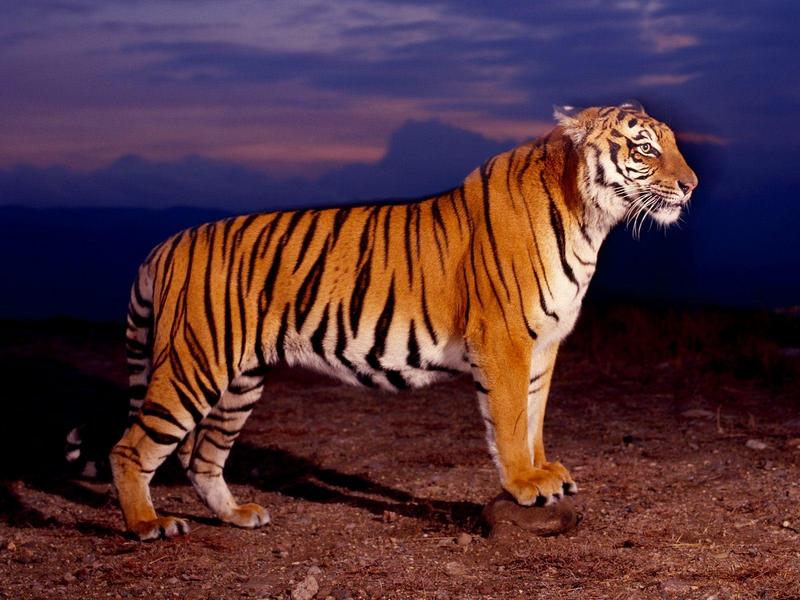 Bengal Tiger; DISPLAY FULL IMAGE.