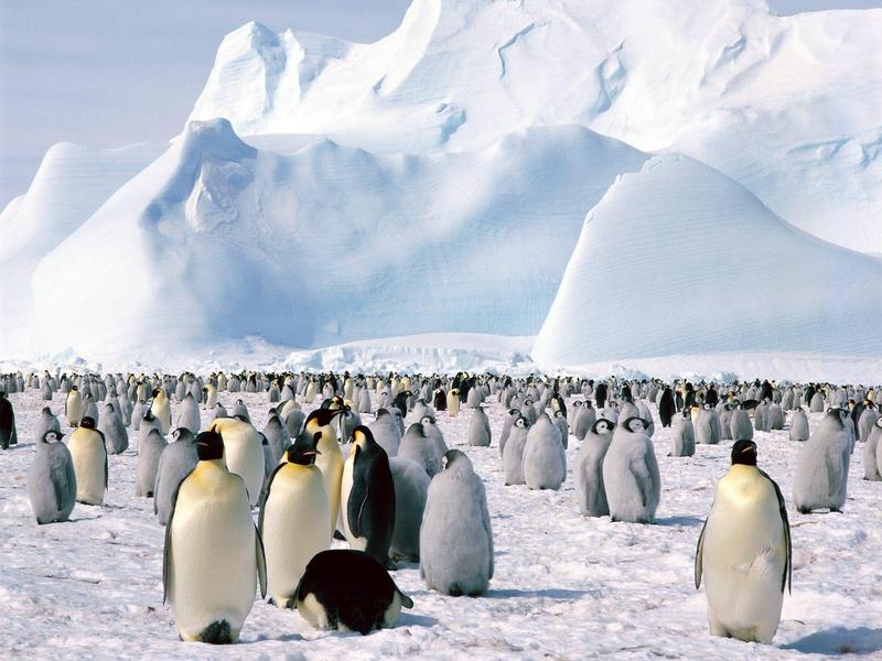 Emperor Penguins, Weddell Sea, Antarctica; DISPLAY FULL IMAGE.