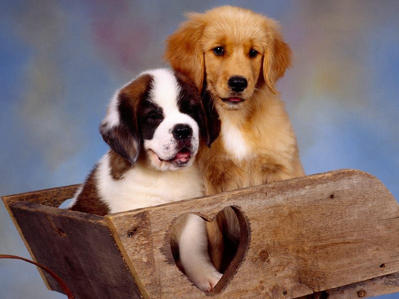It Takes Two, St Bernard and Golden Retriever; DISPLAY FULL IMAGE.