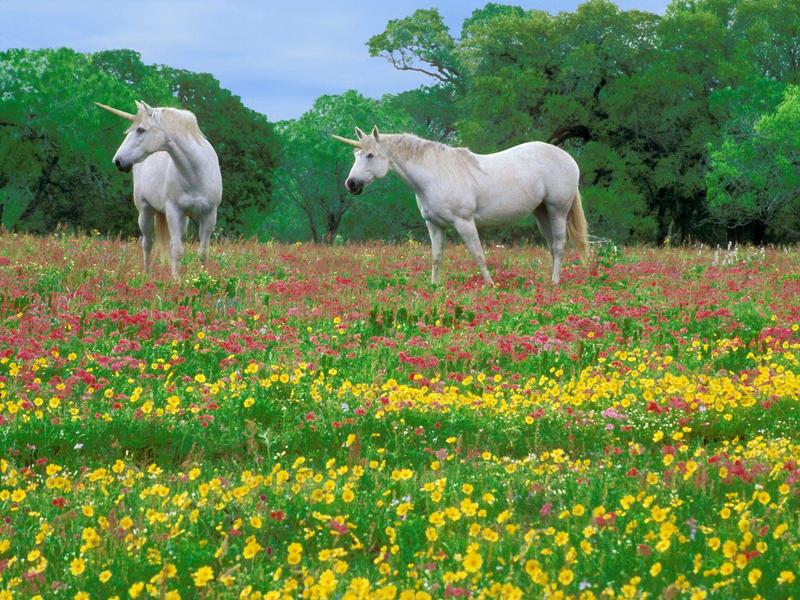 Magic Meadow (Unicorn Horses); DISPLAY FULL IMAGE.