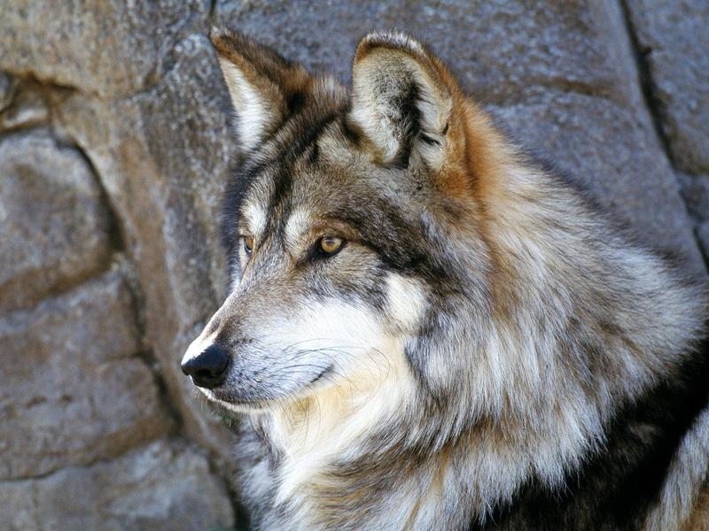 Mexican Gray Wolf; DISPLAY FULL IMAGE.