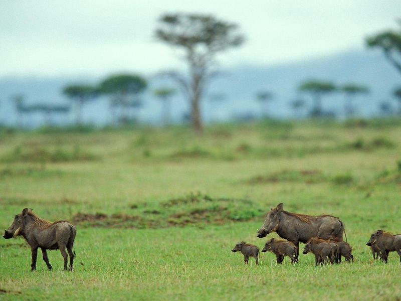 Warthog Family, Masai Mara, Kenya; DISPLAY FULL IMAGE.