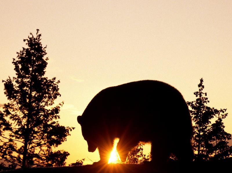 American Black Bear at Sunrise; DISPLAY FULL IMAGE.