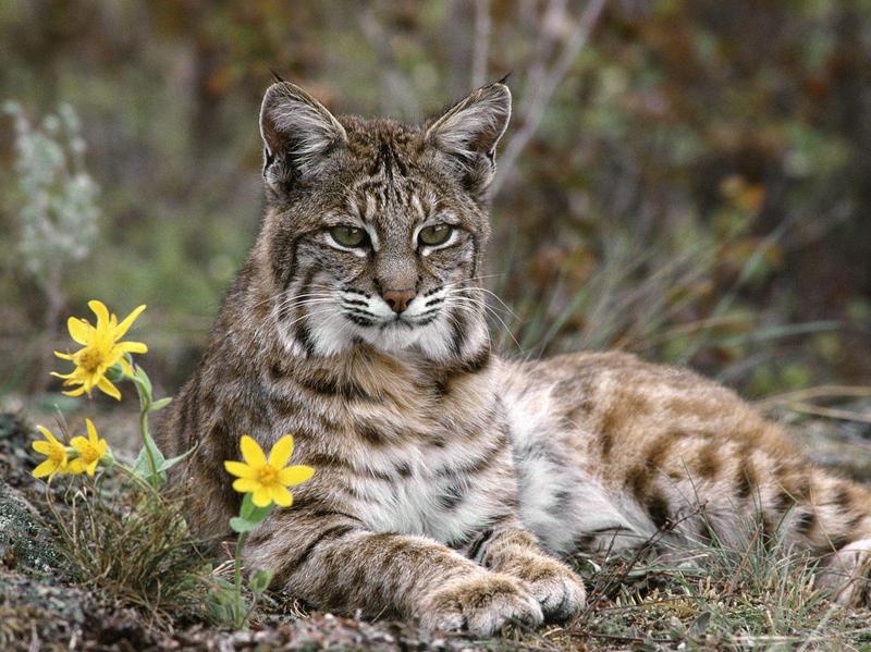 Bobcat, Montana; DISPLAY FULL IMAGE.