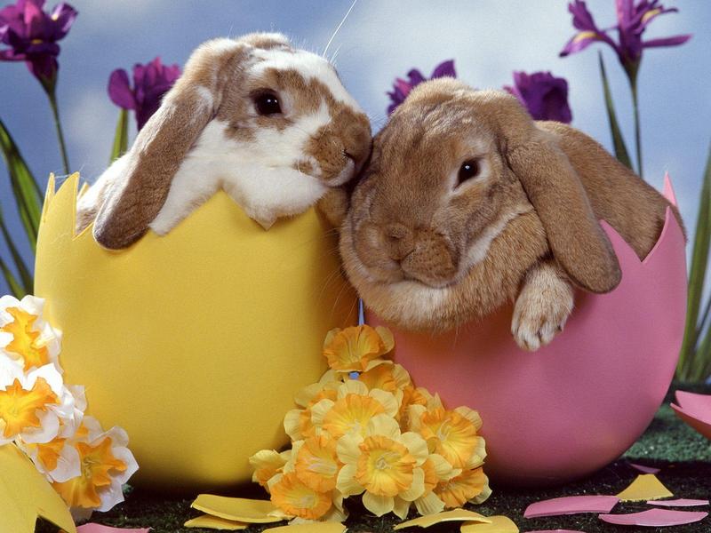 Easter Bunnies (Rabbits); DISPLAY FULL IMAGE.