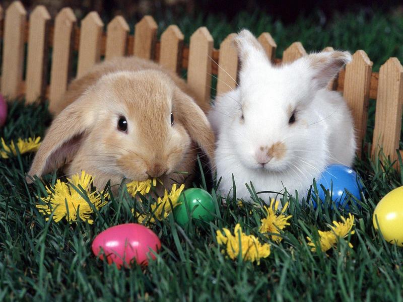 Easter Egg Hunt (Rabbits); DISPLAY FULL IMAGE.