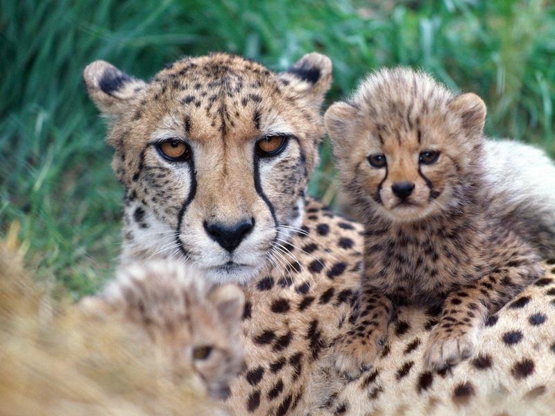 Family Close-Up, Cheetahs; DISPLAY FULL IMAGE.