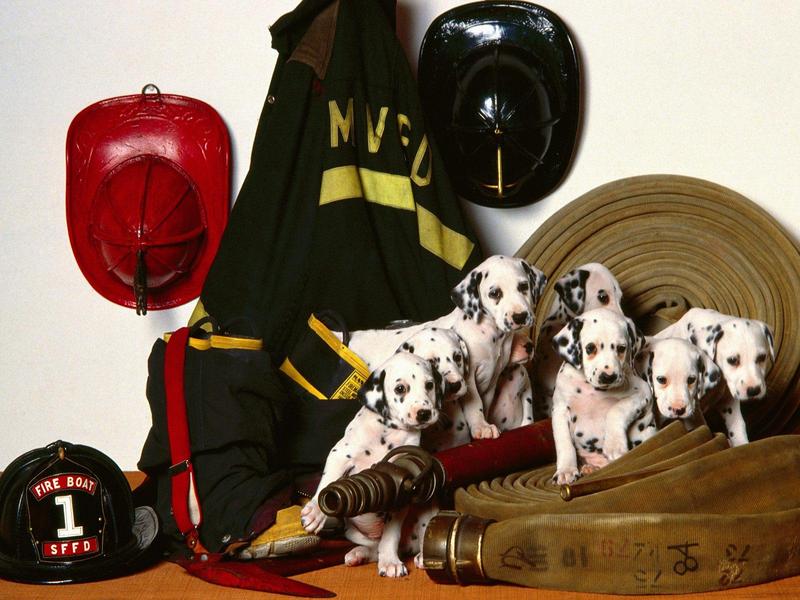 Fireman's Friends (Dalmatian Puppies); DISPLAY FULL IMAGE.
