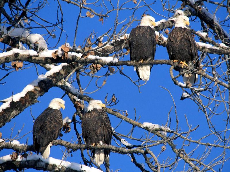 Four of a Kind, Bald Eagles, Alaska; DISPLAY FULL IMAGE.