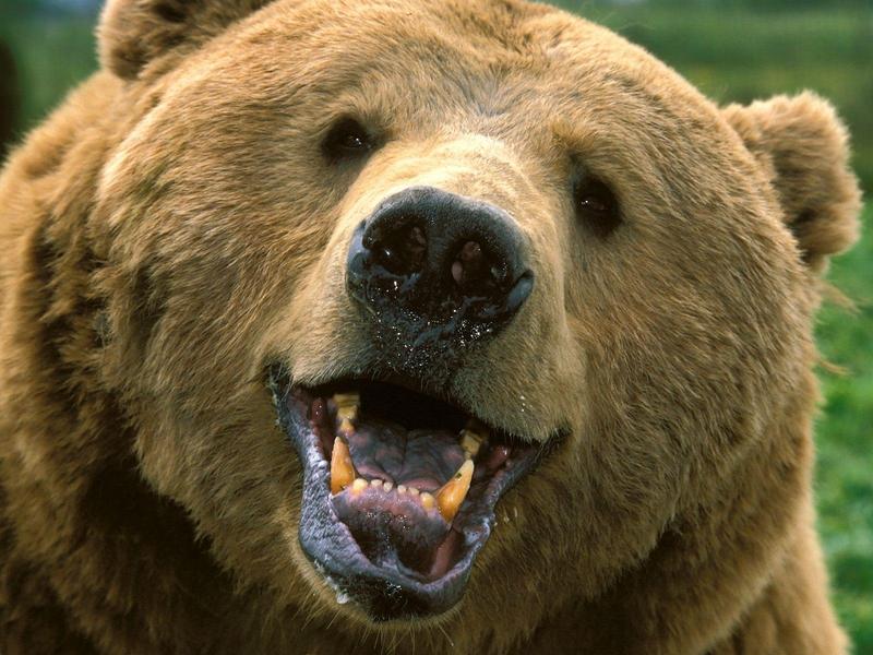 Grin and Bear It (Brown Bear Face); DISPLAY FULL IMAGE.