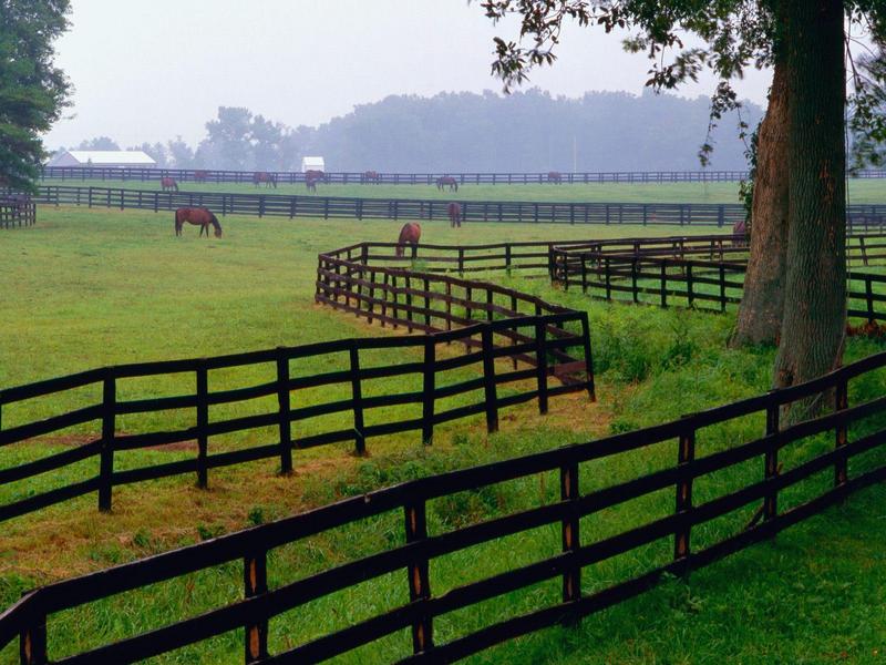 Horse Farm, Goshen, Kentucky; DISPLAY FULL IMAGE.