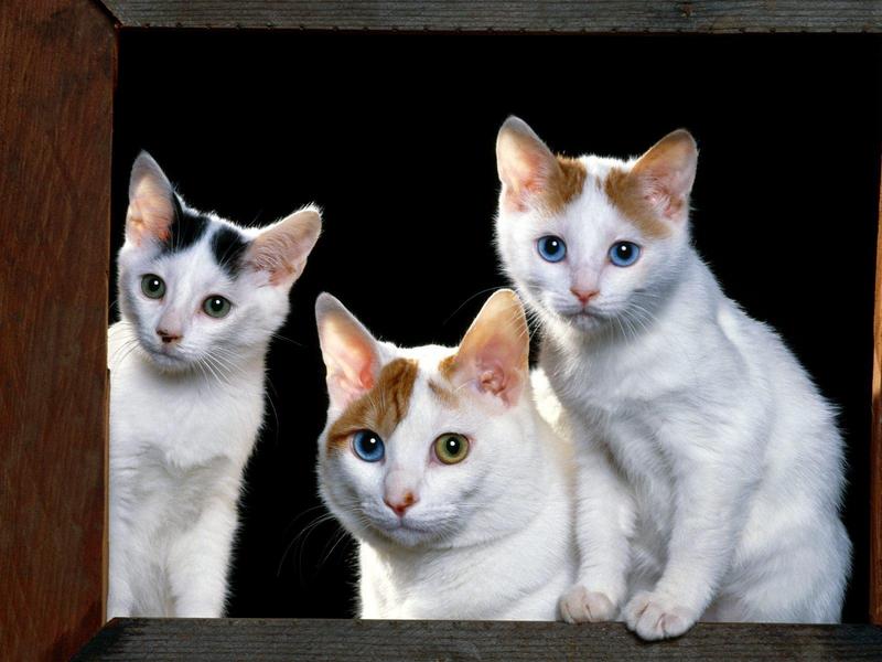Japanese Bobtail Cats; DISPLAY FULL IMAGE.