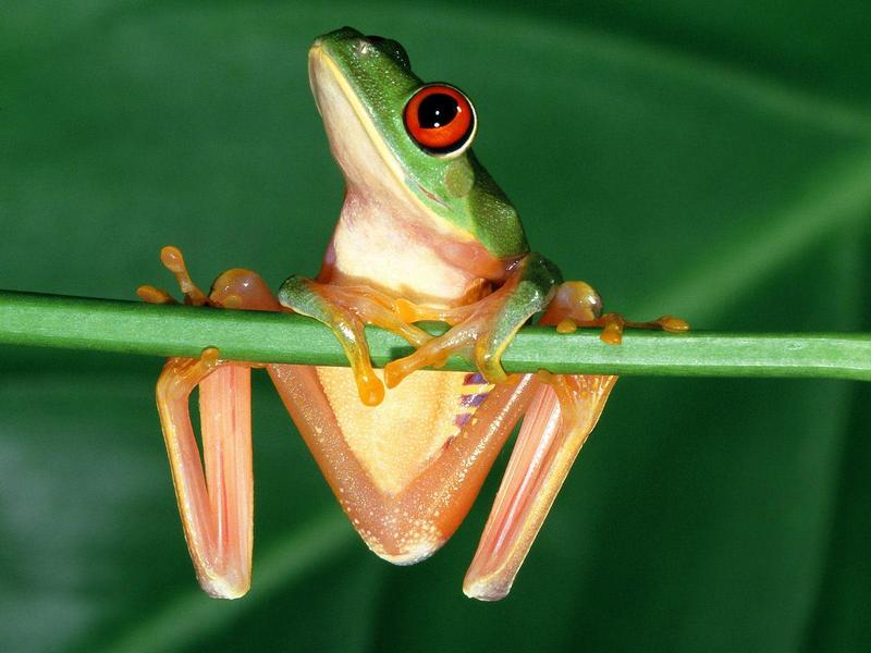 Red-eyed Tree Frog; DISPLAY FULL IMAGE.