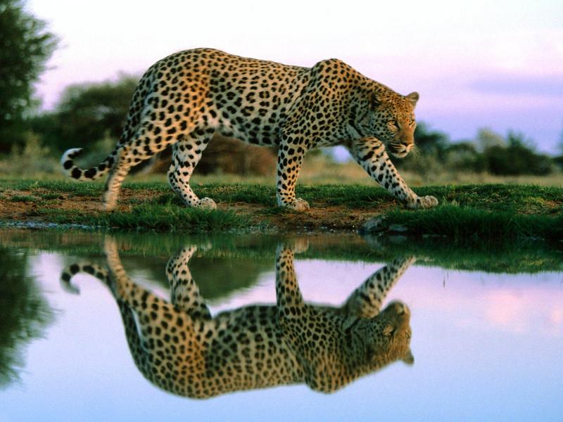 Spotted Reflections, Africa (Leopard); DISPLAY FULL IMAGE.