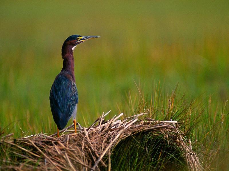 A Quiet Moment, Green Heron; DISPLAY FULL IMAGE.