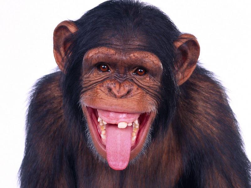 Are We Having Fun Yet? (Chimpanzee); DISPLAY FULL IMAGE.